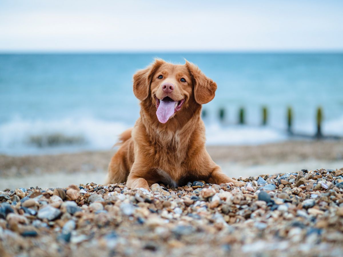 Первый общественный Dog friendly пляж открылся в Дубай